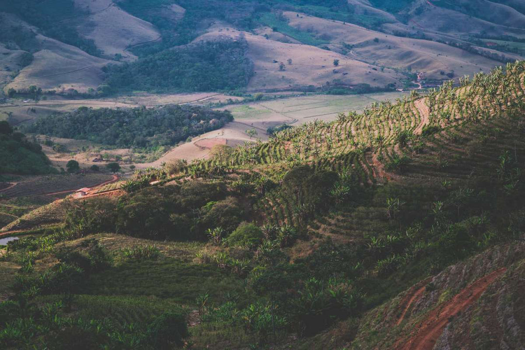 Ethical Sourcing: What that means to Kings Coast Coffee Company