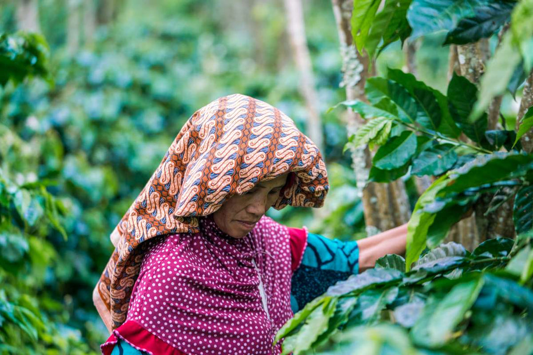 Women Coffee Producers: Kings Coast and RWBY
