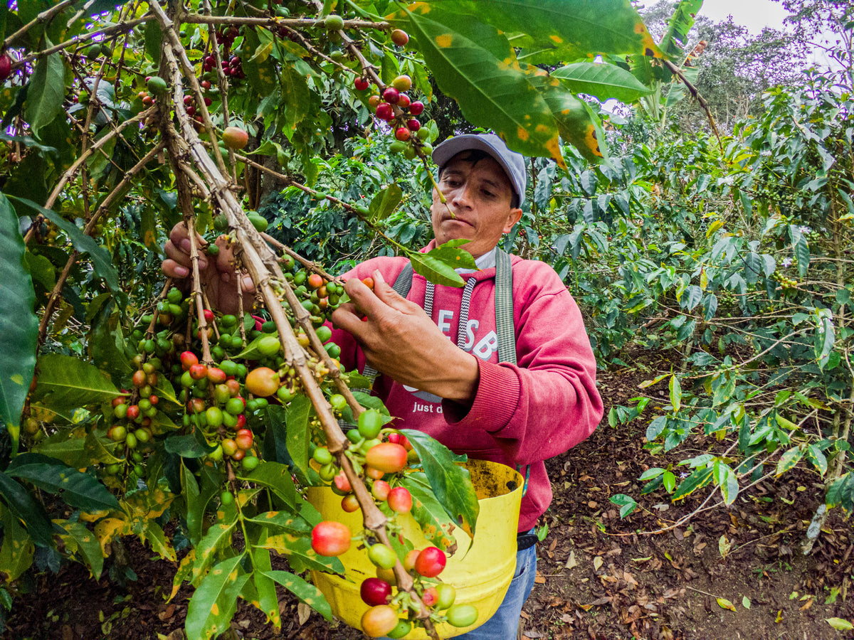 Peru – Organic Alpes Amazonicos