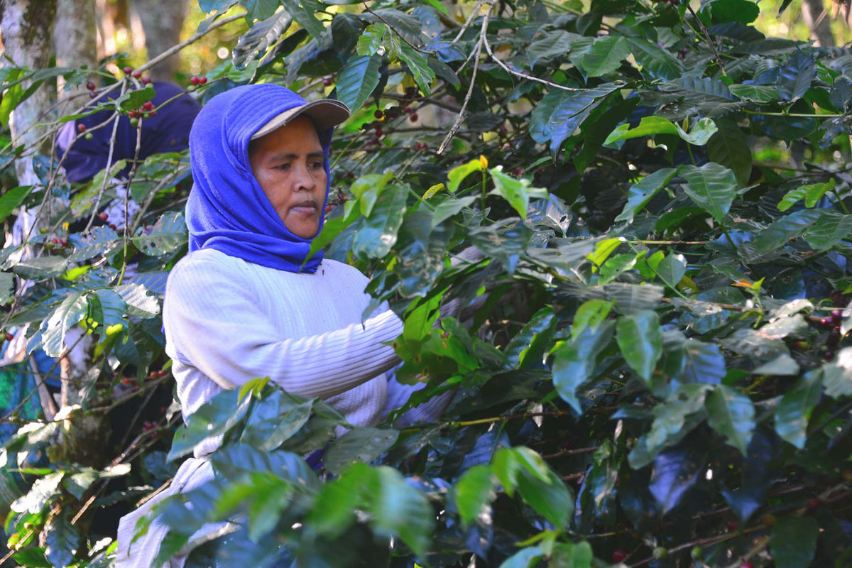 Organic Java Taman Dadar